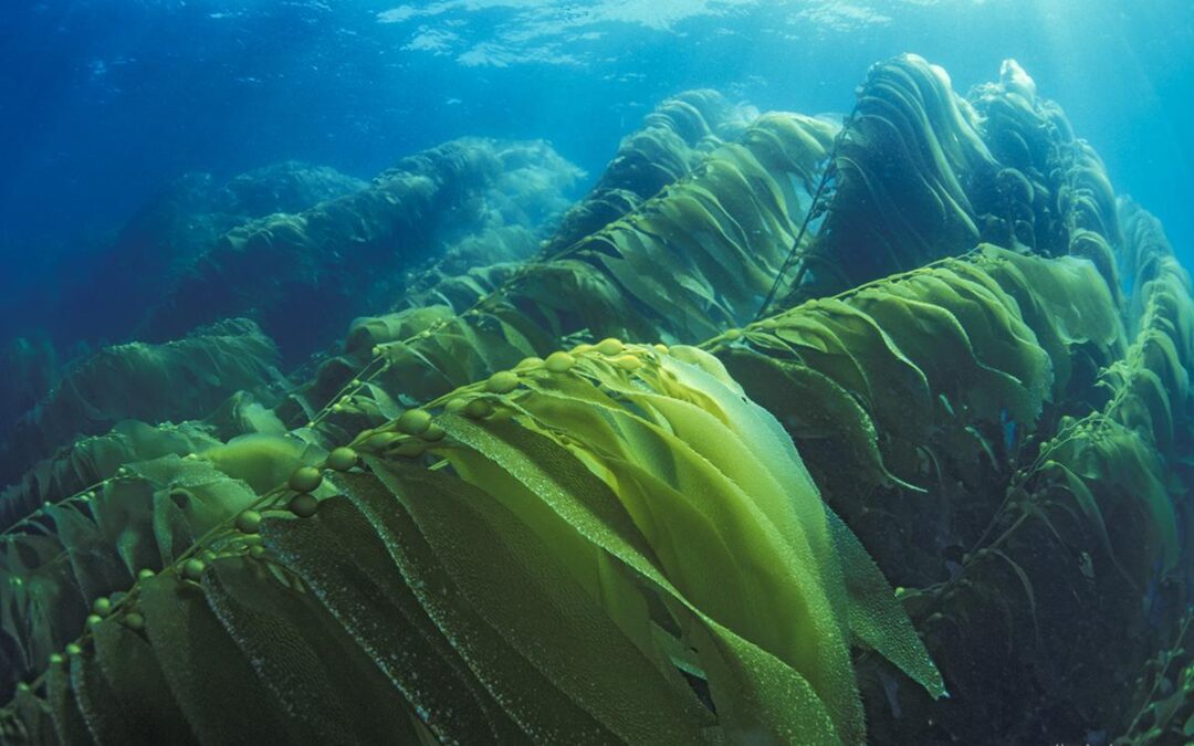 Giant Kelp