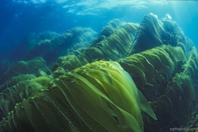 Giant Kelp